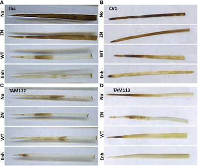 Phenazine-Producing Rhizobacteria Promote Plant Growth and Reduce Redox and Osmotic Stress in Wheat Seedlings Under Saline Conditions